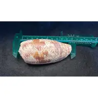 在飛比找蝦皮購物優惠-鑫寳貝  收藏貝 殺手芋螺 NO.4  (9.5公分）113