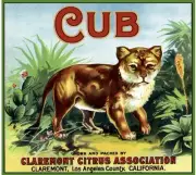 Claremont Lion Cub Simba Orange Citrus Fruit Crate Label Art Print