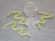 Dollhouse Miniature Snakes Set of 3 Animals 1:12 inch scale B75 Dollys Gallery
