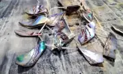 Natural Paua Shell Bead, Rhombus, 11-18x23-40x1-3mm, Approx 20 pce, Free Post Oz