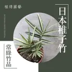 植得｜日本稚子竹｜多年生常綠竹品