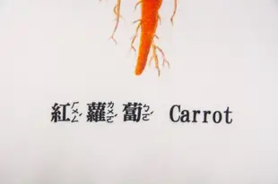 抱枕-紅蘿蔔 Carrot 雙面抱枕