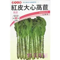 在飛比找蝦皮購物優惠-【野菜部屋~】B08 紅皮大心萵苣種子2.7公克 , 紅皮嫩