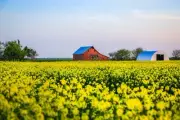 Country Photography Print - Picture of Red Barn in Canola Field in Oklahoma