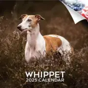 WHIPPET Wall Calendar 2025 Animal DOG PET Lover Gift Breed