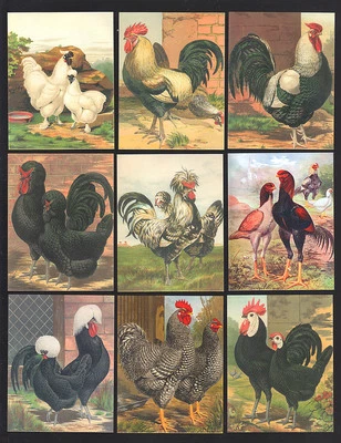 CIGARETTE/TRADE/CARDS. GDS. POULTRY. (Set). (2006)