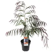 200mm Willow Myrtle - Agonis flexuosa