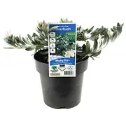 180mm Convolvulus Silverbush - Convolvulus cneorum