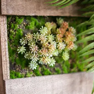 掬涵 仿真綠植墻空氣鳳梨壁掛植物畫框相框多肉植物蕨類背景墻