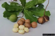 Buy Macadamia Nut Trees Grafted (Macadamia species) [Category]
