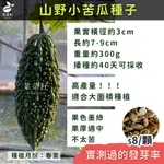 【台灣現貨｜生長快產量高｜高發芽率】苦瓜種子 山苦瓜種子 山野小苦瓜 山峰小苦瓜 苦瓜種子 果菜類種子 菜菜籽