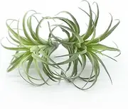 ZJCilected 2PCS Artificial Flocking Tillandsia Air Plants Faux Succulents Bromeliads for Indoor/Outdoor Garden and Home Decor, Terrarium Decorations, Arrangements, Office, and Displays(Small)