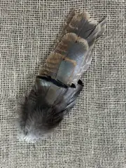 Real Wild Turkey Feathers NE WI Unique 10 inches for Smudging, Crafts, Nature.