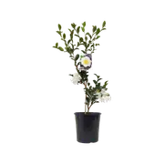 200mm Camellia Setsugekka - Camellia sasanqua