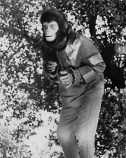 Roddy McDowall on tree branch as Galen 1974 Planet of the Apes TV 24x36 poster
