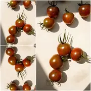 Tomato - Cherry Brown Berry seeds