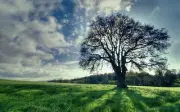 Landscape field trees dappled sunlight Custom Gaming Mat Desk