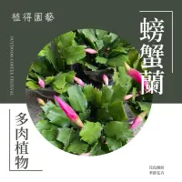 在飛比找蝦皮購物優惠-植得｜螃蟹蘭｜多肉植物