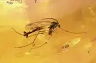 Fungus Gnat Palaeoempalia. Fossil inclusion in Big 40g Baltic amber stone #11247