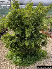 Buy Lilly Pilly Aussie Compact Tree/Shrub - Syzygium australe