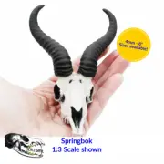 Springbok Skull - 4mm -1:2 Scale skull miniature replica by The Scale Grail
