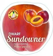 Buy Dwarf Nectarine Sundowner Grafted Fruit Trees (Prunus persica)