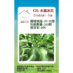【蔬菜工坊】K20.水晶冰花種子(冰花.日本冰菜)