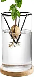 Avocado Tree Starter Vase - Wooden Base Starter Vase | 3X Avocado Tree Starter Kit | Avocado Tree Growing Kit| Plant Pot Sprout Propagation Growing Vase for Table Decoration and Gardening