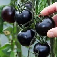 在飛比找Yahoo奇摩拍賣-7-11運費0元優惠優惠-黑番茄種子大包裝 (可陽台種植， 盆栽 )