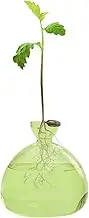 Glass Avocado Vase Transparent Avocado Seed Starter Planter Vase Clear Sprout Planter Avocado Container Glass Avocado Tree Flower Vases Avocado Tree Growing Set Pot
