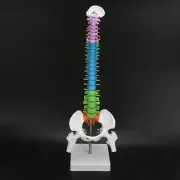 Human Spine Model Life Size Colorful 45cm/17.7in Flexible Skeleton Spine