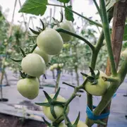 Tomato - White Cherry seeds
