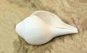 Natural Blowing Shank conch shells for pooja home temple 6 inch Free Ship