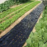 10 m 5 Löcher Schwarzfolie Gemüseschutzabdeckung Mulch
