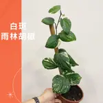 5吋 白斑雨林胡椒 盆栽 綠植 庭院佈置 植物 樹 IG 網紅 觀葉植物 網紅植物 室內植物 空氣淨化 陽台植物