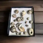 Misc CA Beautiful Sea Shells (15)