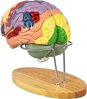 Human Brain Model Anatomy, 2X Life Size Human Brain Anatomical Model for Neuroscience with 4 Color-Coded Detachable Brain Model for Neuroscience Medical Learning