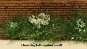 Static Grass White flower grass tufts Self-Adhesive 4mm high
