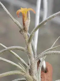 在飛比找Yahoo!奇摩拍賣優惠-綠房子空氣鳳梨 迷你型 香花 Tillandsia croc