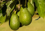 Buy Avocado Hass Tree Grafted in Australia - Persea americana