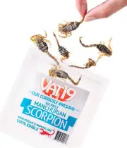 Manchurian Scorpions