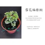 心栽花坊-雪花福祿桐/福祿桐/3吋/小品/觀葉植物/室內植物/售價60特價50