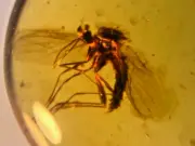 A101 BU1173 Nice Robust Fungus Gnat in Burmese Amber 99 million years old