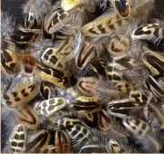 100 Pcs. BULK Pheasant Hen, +Quality Feathers. Art, Crafts, Jewelry, Fly Tying.