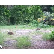 Quandong Valley Inn