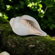 Lovely Religious Hindu Puja Blowing Conch Shell Bajanewala Shankh 3" Shivratri