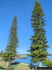 Cook Pine Tree in Australia (Araucaria columnaris)