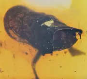 Curled leaf, Fossil insect inclusion in Burmese Amber