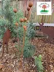 Rusty metal billy buttons kinetic stake dynamic art garden flowers