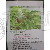 在飛比找蝦皮購物優惠-花幫派_香草水果苗—羊奶頭--台灣天仙果~料理或泡茶/4.5